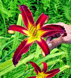 5 WITCH'S HAND DAYLILY SEEDS - Hemerocallis 'Witch's Hand' Garden Plants
