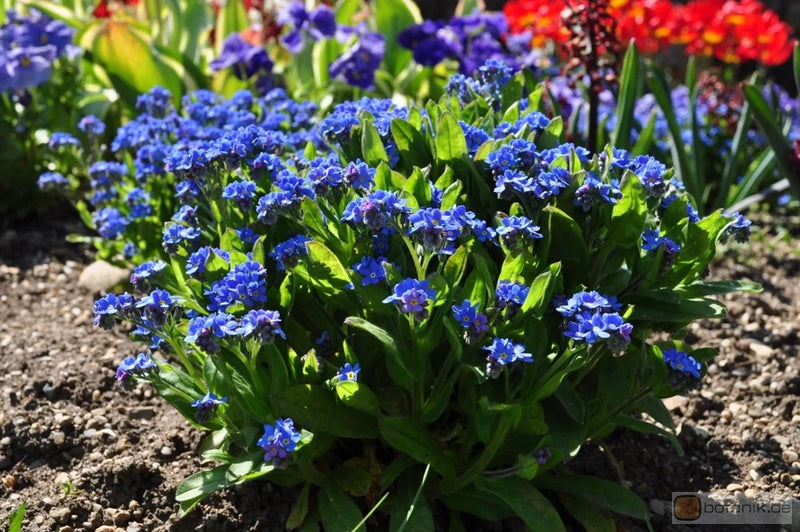 FORGET-ME-NOT / MYOSOTIS COMPINDI  SEEDS *  25 COUNT PKT, * Flowering Plants