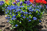 FORGET-ME-NOT / MYOSOTIS COMPINDI  SEEDS *  25 COUNT PKT, * Flowering Plants