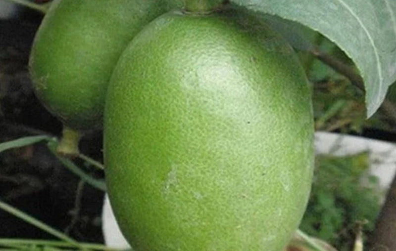 20 SEEDS for GREEN LIME citrus bush garden bed plant tree germination USA Seller Garden Plants