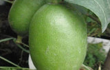 20 SEEDS for GREEN LIME citrus bush garden bed plant tree germination USA Seller Garden Plants