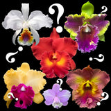 Mystery__CATTLEYA__amazing colors, many fragrant varieties EZ hardy orchid,SUBTITLE HERE,to Orchids