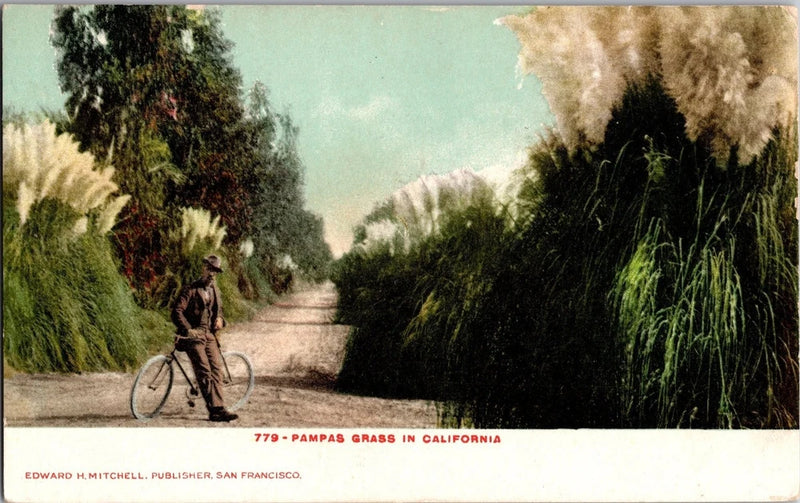 1906 California Pampas Grass Vintage Lithograph Postcard San Francisco Pampas Grass