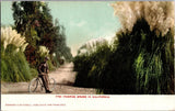 1906 California Pampas Grass Vintage Lithograph Postcard San Francisco Pampas Grass
