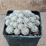 D5692 GYMNOCALYCIUM BRUCHII pot10-H7-W10 cm MaMa Cactus Green Plant