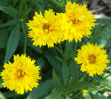 COREOPSIS * EARLY SUNRISE * TROUBLEFREE * BRIGHT YELLOW FLOWERS* Daisies