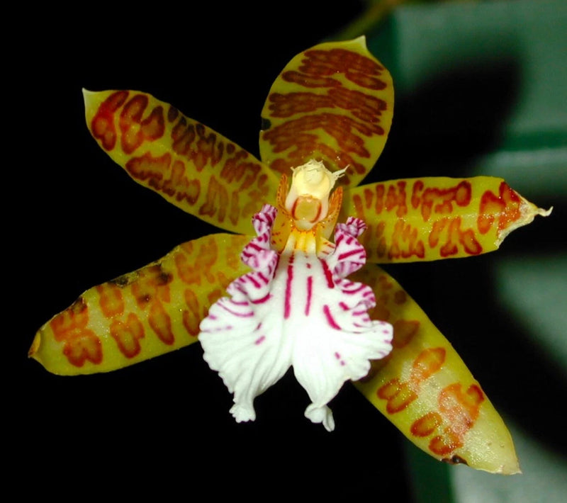 Miniature orchid flower with yellow-red speckled petals and white lip with purple stripes