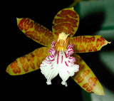 Cool growing Miniature Species  - Helcia sanguinolenta Orchids