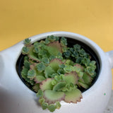 25 Pups W/Roots-Mother of 1000's millions Kalanchoe daigremontiana mexican hat Green Plant