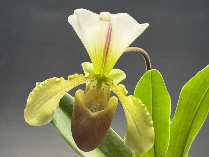 Multicolor orchid flower with white petals, green sepals, and brown center, on plant