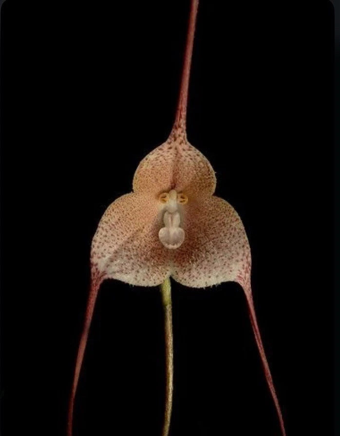 Tan, speckled orchid bloom with curled petals and long stem