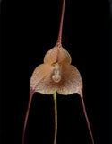 Dracula psittacina Red-Orange Ivory Yellow Bloom Size Orchid Species 4Ó Pot Orchids