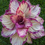 25+ Velvet Flame Calathea Seeds for Garden Planting - USA - FREE SHIPPING! Garden Plants