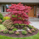 30 Japanese Maple Tree Seeds Ð Red Acer Palmatum for Garden Planting Garden Plants