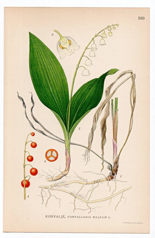 Botanical flower print featuring lily of the valley stems and leaves with buds and blossoms