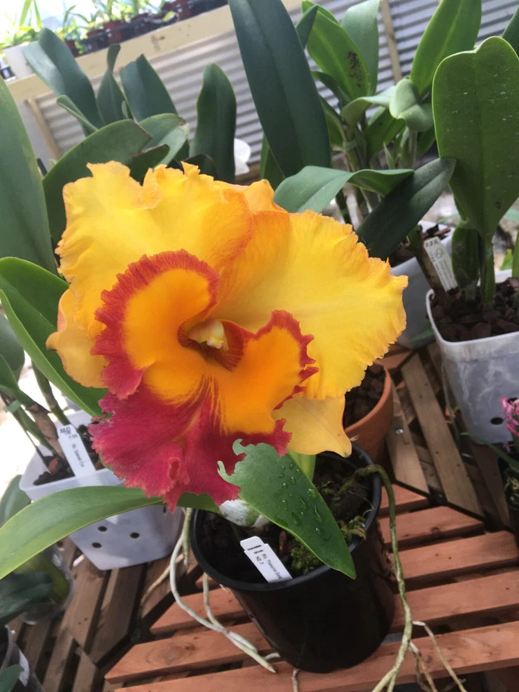 (206-2) Rlc.Thaksina Gold      NBS Orchids