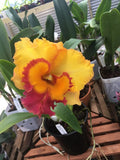 (206-2) Rlc.Thaksina Gold      NBS Orchids