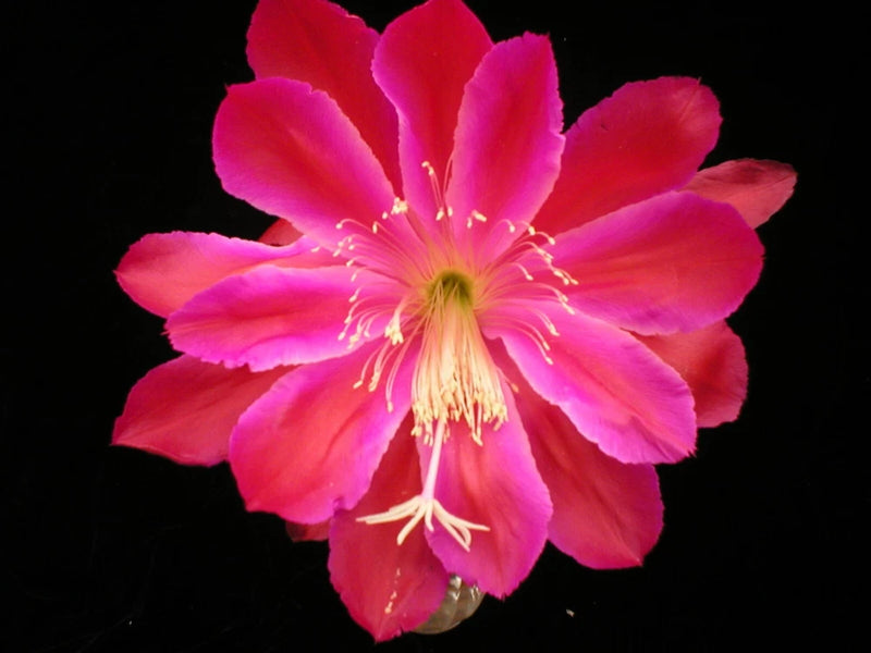 Red monarch orchid cactus flower with large pink-red petals and yellow-green center