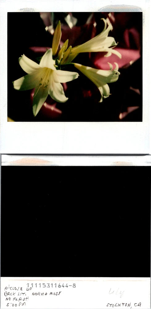 Vintage Polaroid-style photo with white lilies and green buds, close-up floral scene.