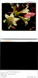 Close up of flower white lilies in the sunlight Polaroid Found Photo V0613 Lily