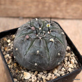 D4205 GYMNOCALYCIUM BERCHTII pot8-H5-W6 cm MaMa Cactus Green Plant
