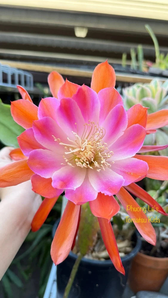 Epiphyllum cactus orchid flower with pink-orange petals and pale yellow center