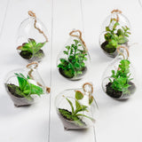 Assortment of 12 Hanging Glass Faux Succulent Terrariums Green Plant