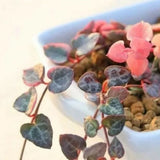 Lithops bonsai SS0055 Living Stones Flower Succulent Cactus Rare Succulent seeds Orchids