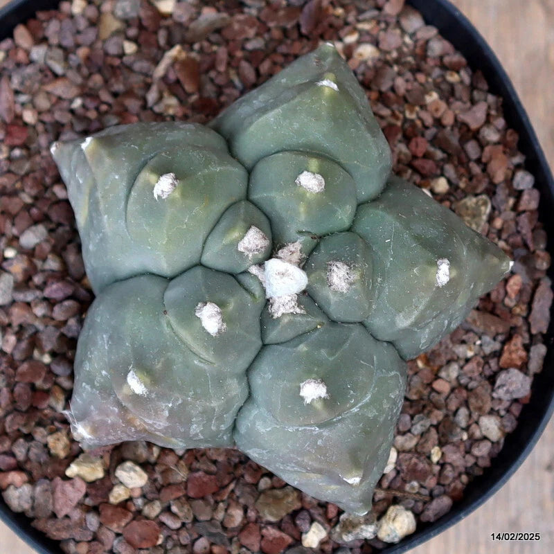 Astrophytum myriostigma cactus plant in a round pot, green segmented body with white speckles