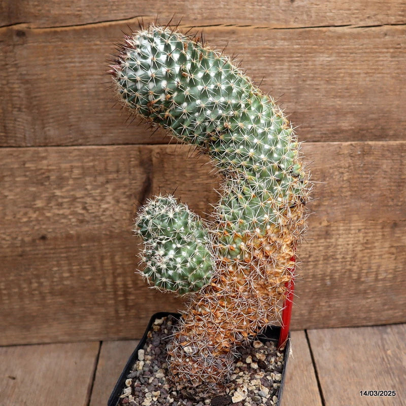 Potted Coryphanta clavata cactus in a black pot, green spines with small offsets