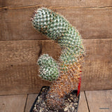 A2715 CORYPHANTHA CLAVATA pot12-H32-W14 cm MaMa Cactus Green Plant
