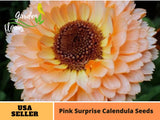 50+Seeds | Pink Surprise Calendula Seeds  #H005 Garden Plants