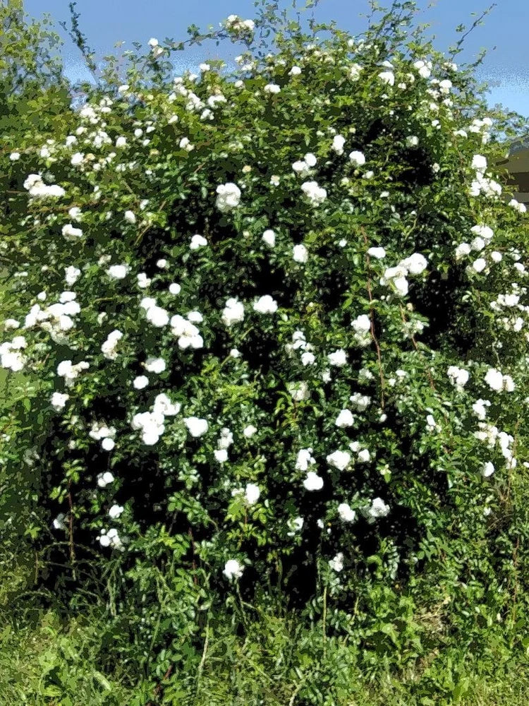 White Lady Banks Climbing Rose - Live Plant Flowering Plants