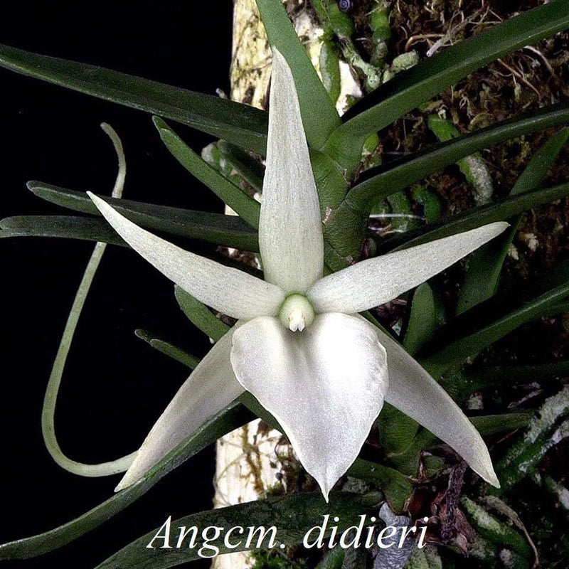 Angraecum orchid bloom with white star-shaped flower and long green leaves