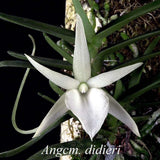 [NEW] Angraecum Didieri, Didier's Angraecum, White Flower Orchids