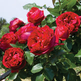 Red Eden Climbing Rose 1.5 Gal Potted, Fragrant Flowers, Own Root, Reblooming Garden Plants