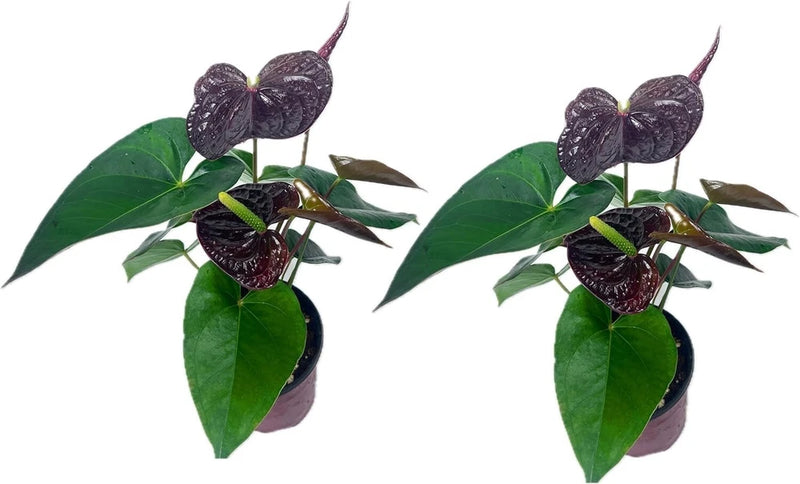 Anthurium Andraeanum Mr Brown Live indoor Flowering Plant (Pack of 2) Flowering Plants