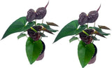 Anthurium Andraeanum Mr Brown Live indoor Flowering Plant (Pack of 2) Flowering Plants