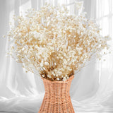 2500+ Dried Babys Breath Flowers Bulk - 17" Ivory White 2500, Dried Flower