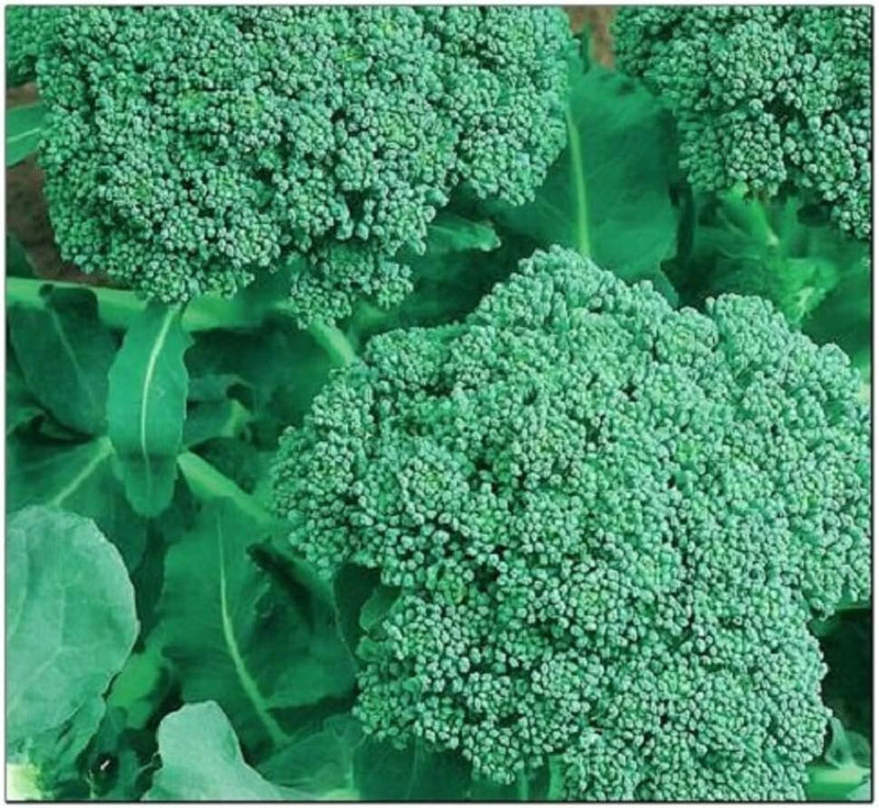 Instant Latch 250 Broccoli Seeds | Non-GMO | Fresh Garden Seeds Garden Plants
