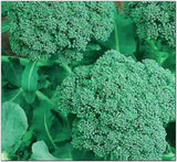 Instant Latch 250 Broccoli Seeds | Non-GMO | Fresh Garden Seeds Garden Plants
