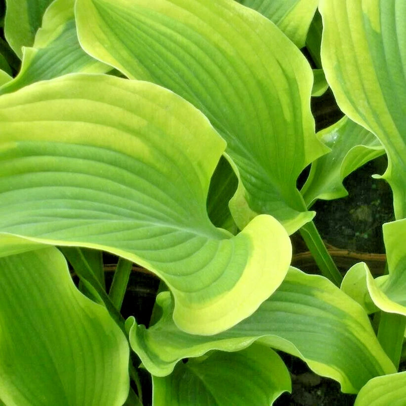 20  ATLANTIS HOSTA SEEDS - Hosta sieboldiana 'Atlantis' Lily