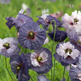200+ Shirley Amazing Grey Poppy Seeds for Garden Planting - USA - FREE SHIPPING! Garden Plants