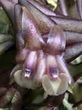 Neat miniature from Panama - Epidendrum schlechterianum Orchids