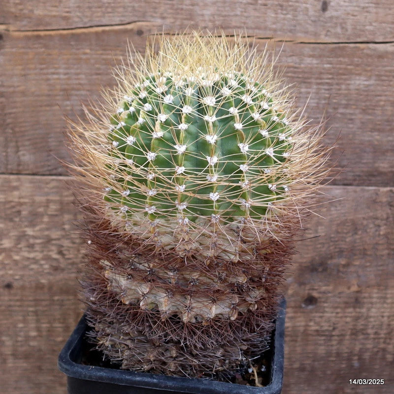 Green spiky cactus plant in a square black pot