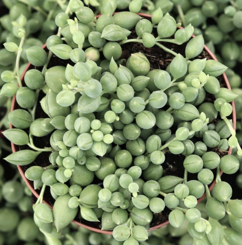 String of tears succulent in 4 in pot, trailing green bead-like leaves