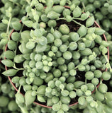 String of Tears / Senecio Herreianus / Succulent Hanging Live Plant 4" pot Orchids