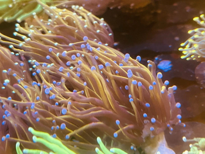Indonesian GOLD TORCH Ultra Live Coral 1-3Ó Anemone