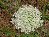 40 QUEEN ANNE'S LACE SEEDS  (Daucus carota ) Garden Plants
