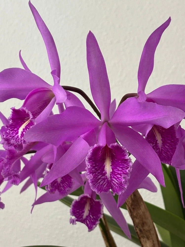Purple Cattleya orchid cluster with five flowers and ruffled dark throats on green stems